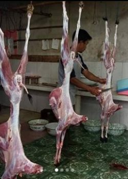 pemotongan kambing aqiqah